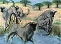 Baboons
